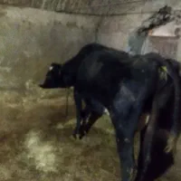 یک راس گاو جرسی