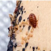 سم پاشی،سمپاشی سوسک و ساس 100٪ تضمینی باضمانت کتبی|خدمات نظافت|تهران, نارمک|دیوار