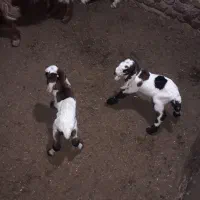 بز و بزغاله نروماده|حیوانات مزرعه|گنبد کاووس, |دیوار