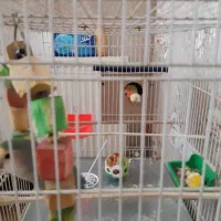 طوطی کوتوله کار داده سالم