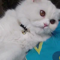 گربه ماده|گربه|زاهدان, |دیوار