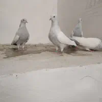 کبوتر سینه آبی جفتی|پرنده|شیراز, شهرک سراج‎|دیوار