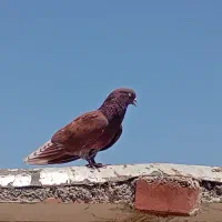 کبوتر پرشی