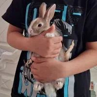 خرگوش کوچولو نژاد هلندی|موش و خرگوش|مرودشت, ژیان|دیوار