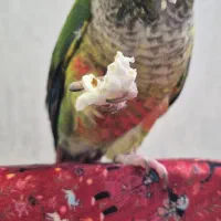 پرنده گمشده یو یو