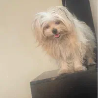 سگ ماده نژادشیتزوپامر