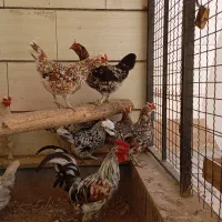 تخم مرغ نطفه دار گلین لری|حیوانات مزرعه|هشتگرد, هیو|دیوار