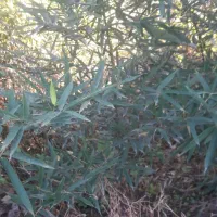 فروش خیزران