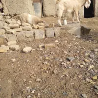 دو عدد بزغاله نر ماده سرحال دوقلو