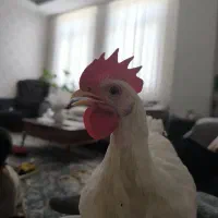 خروس