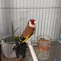 سهره نر دهن لر