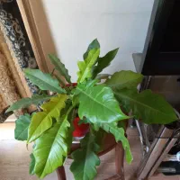 بنسای زاموفیلیا|گل و گیاه طبیعی|تهران, میرداماد|دیوار