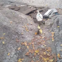 اوردک اسراییلی با جوجه|حیوانات مزرعه|رشت, حومه رشت|دیوار