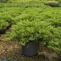 جونیپروس گل درخت نهال عید کریسمس کریسمسی نوئل کاج