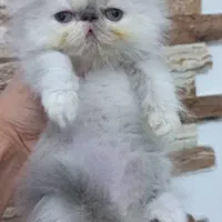 بچه گربه بریتیش شنگول منگول|گربه|اهواز, زیتون کارمندی|دیوار