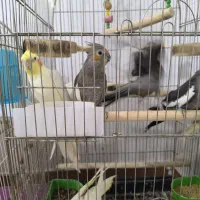 طوطی عروس هلندی|پرنده|محمدیه-قزوین, |دیوار