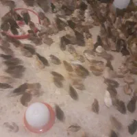 تخم مرغ محلی  نطفه دار و خوراکی|حیوانات مزرعه|گرگان, |دیوار