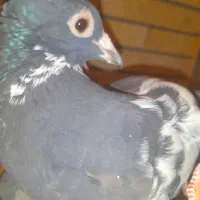 جفت پلنگ اسطوره همهچی میزون|پرنده|رفسنجان, |دیوار