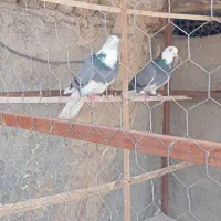 کفتر|پرنده|پاکدشت, خاتون آباد|دیوار