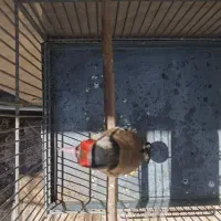 سهره نر تازه مست