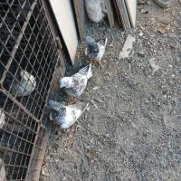 کبوتر خوب سه عدد|پرنده|صفادشت, |دیوار