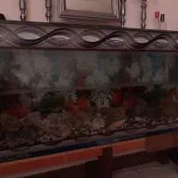 آکواریوم  آب شیرین