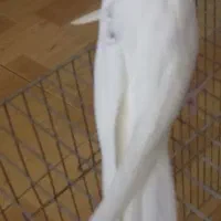 جوجه عروس هلندی لوتینوزعفرونی دوکت وتک خال|پرنده|شیراز, گویم|دیوار