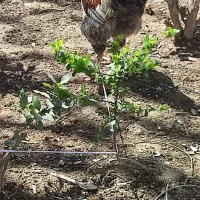 جوجه 6الا7 ماهه برهما