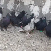 سلام به همه دوستان عزیز ۱۶عددکفتر