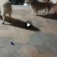 سگم گمشده مژدگانی هم میدم