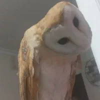 گمشده|حیوانات|کرج, اصفهانی‌ها|دیوار