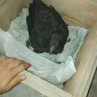 مرغ لاری کرچ