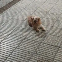 حنا ( پاکوتاه)|سگ|گرگان, |دیوار