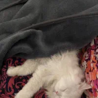 کربه پرشین سیبری