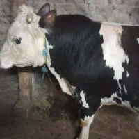 حیوانات|حیوانات مزرعه|خواجه, |دیوار