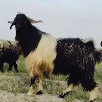 کهره چبش داشتی و کشتی|حیوانات مزرعه|شیراز, اصلاح‌نژاد|دیوار