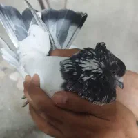کبوتر