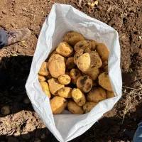 سیب زمینی لوکس بستان آباد