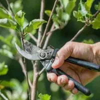 باغبانی و باغداری با تجربه بالا و مدرک کشاورزی|خدمات باغبانی و درختکاری|کاشان, فین بزرگ|دیوار