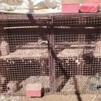 قفس چهارطبقه