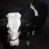 گاو شیری باگوساله