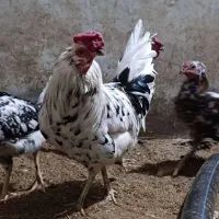 مرغ و خروس گلین|حیوانات مزرعه|خمینی‌شهر, |دیوار