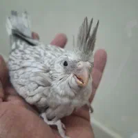 عروس سرلاکی