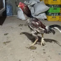 لاری اوشامو