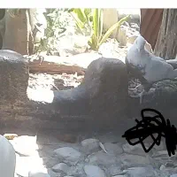 جفت طوق سازده و دم قهوای معاوضه
