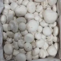 قارچ دکمه ای