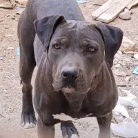 سگ پیتپول|سگ|زارچ, |دیوار