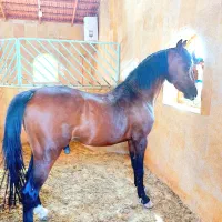 اسب نریان درشور|اسب و تجهیزات اسبسواری|خمینیشهر, |دیوار