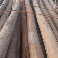 خریدچوب وکنده درخت وچوب سقفی و ریشه|خدمات باغبانی و درختکاری|نیشابور, باغرود|دیوار