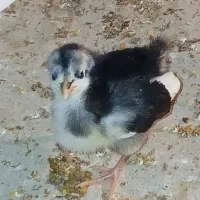 فروش جوجه استرالورپ تخمگذار